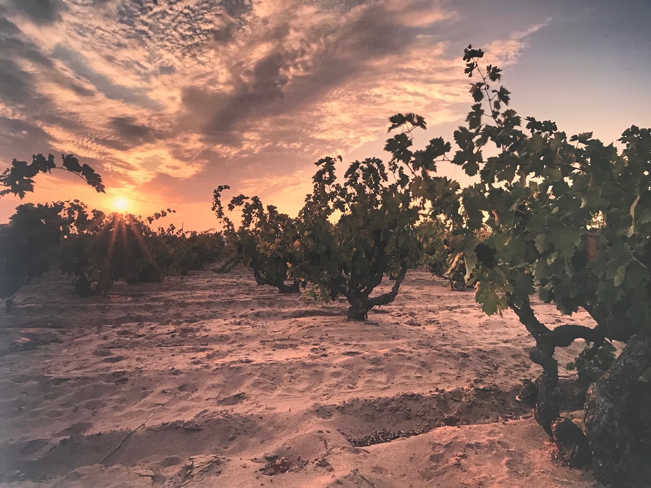 Newwave California AJ